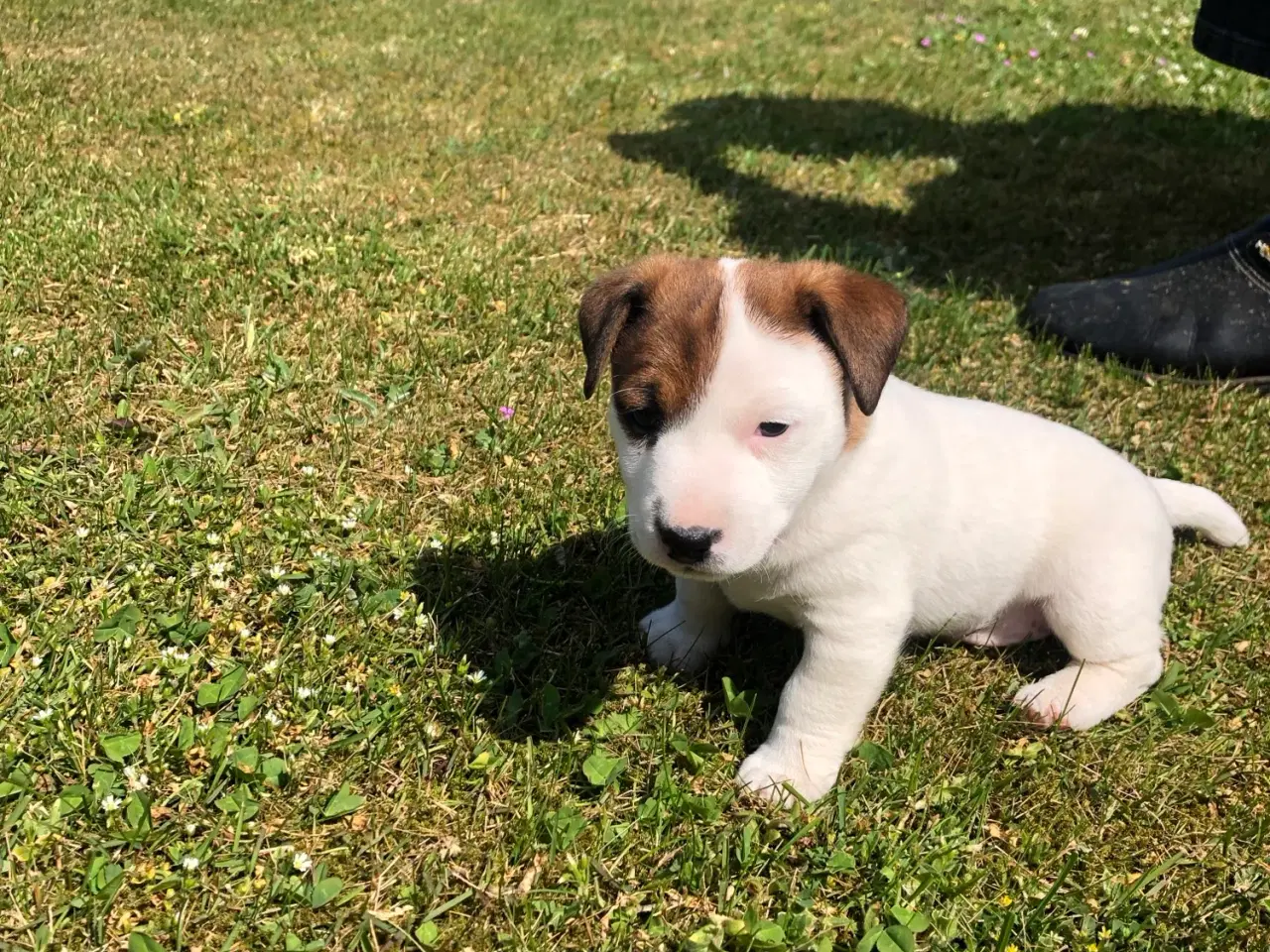 Billede 3 - Jack Russel Terrier