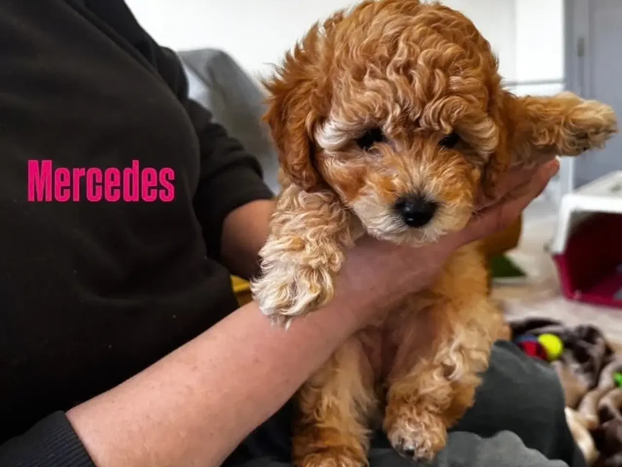 Billede 5 - Maltipoo hvalpe – 8 uger, chippet & vaccineret
