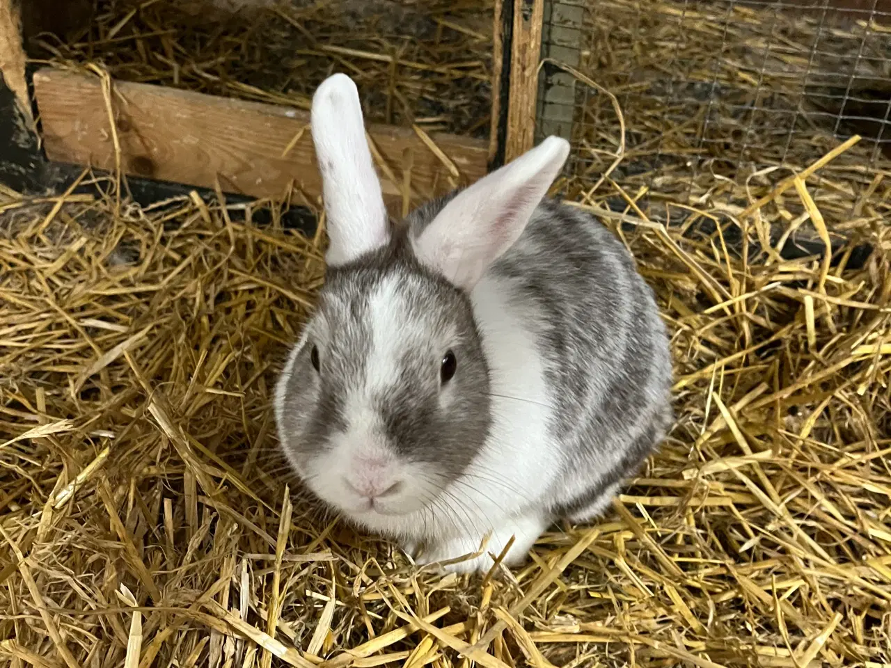 Billede 3 - Kaniner bortgives