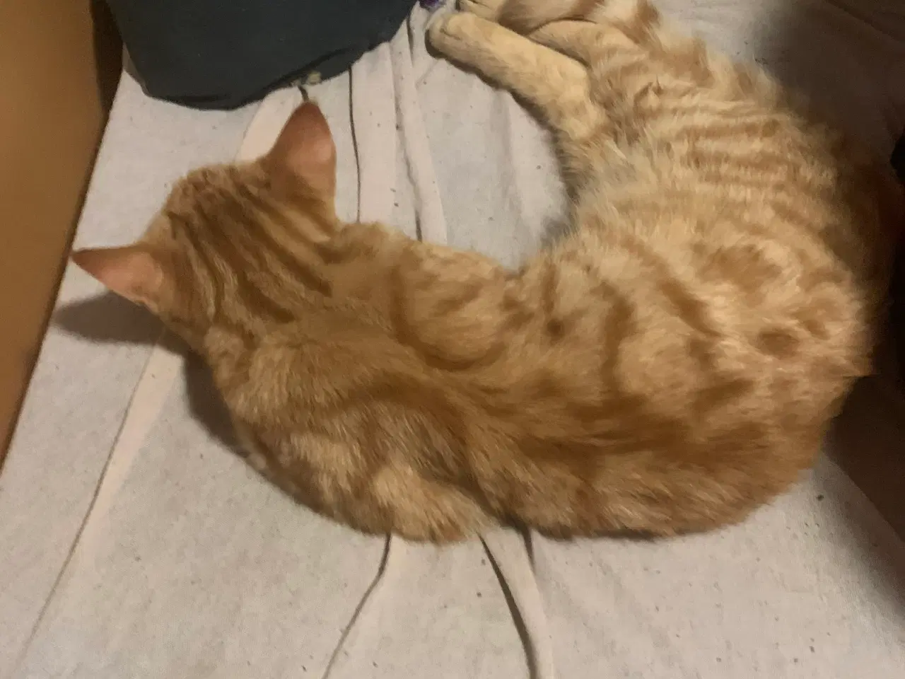 Billede 1 - Perserkat på 6 mdr. 