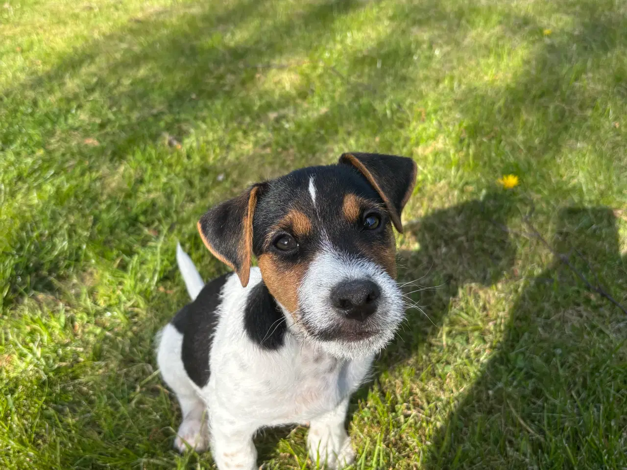 Billede 3 - Fantastisk Jack Russel Hvalp