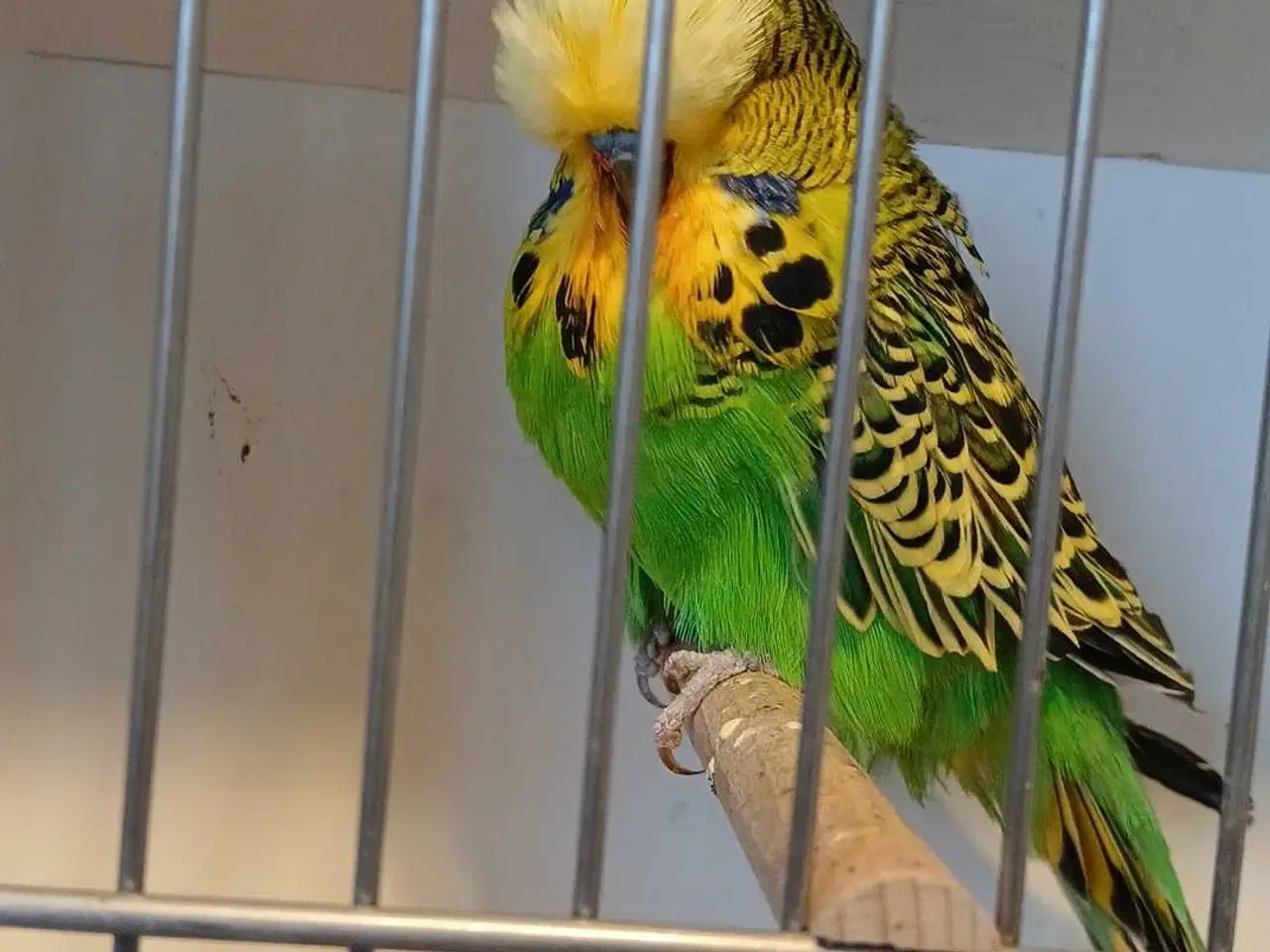 Billede 5 - Engelsk undulat han