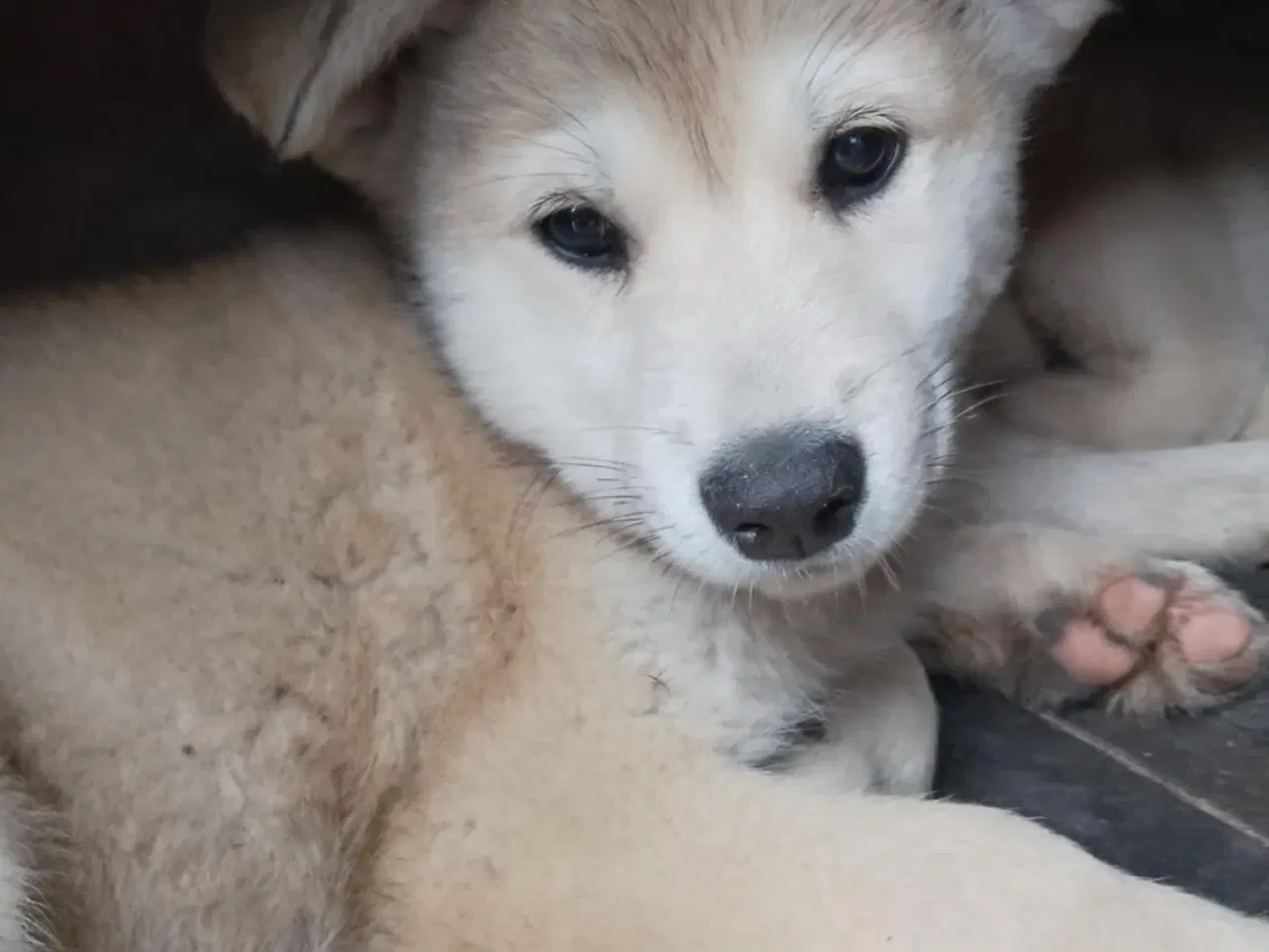 Billede 2 - Husky blandninger