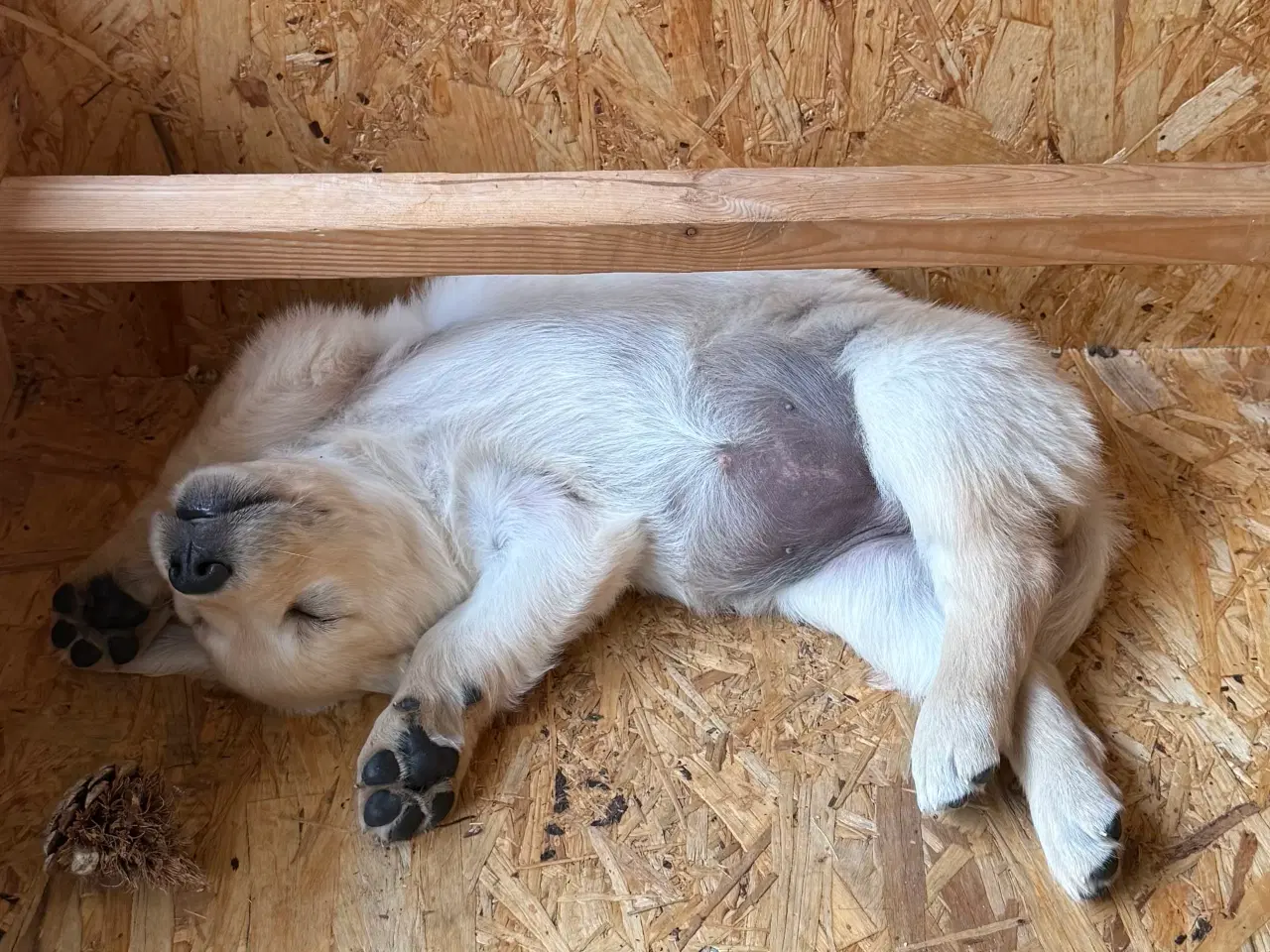 Billede 4 - Gold Retriever blandinger