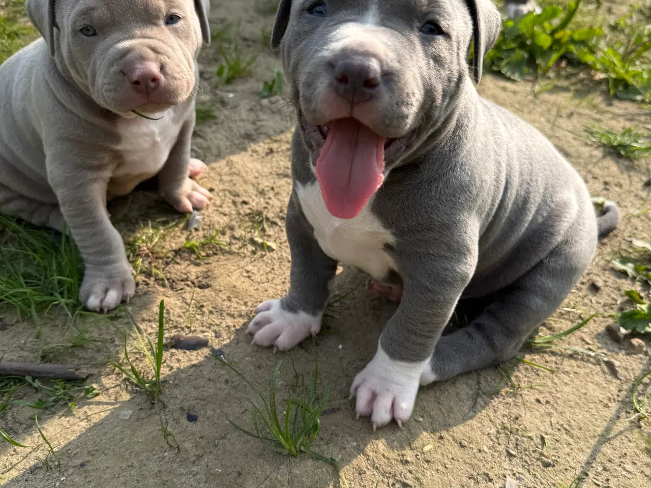 Billede 2 - Smukke American Bully XL-hvalpe med stamtavle ❤️