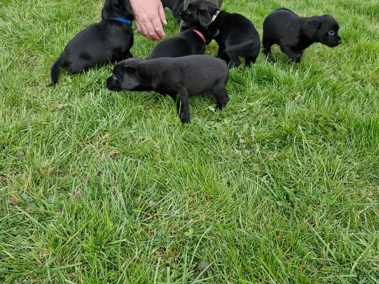 Billede 2 - Hundehvalpe Springer/Labrador blanding
