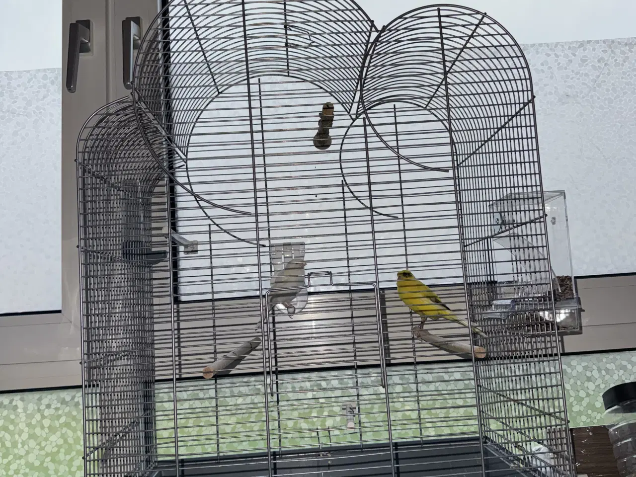 Billede 5 - Kanariefugl