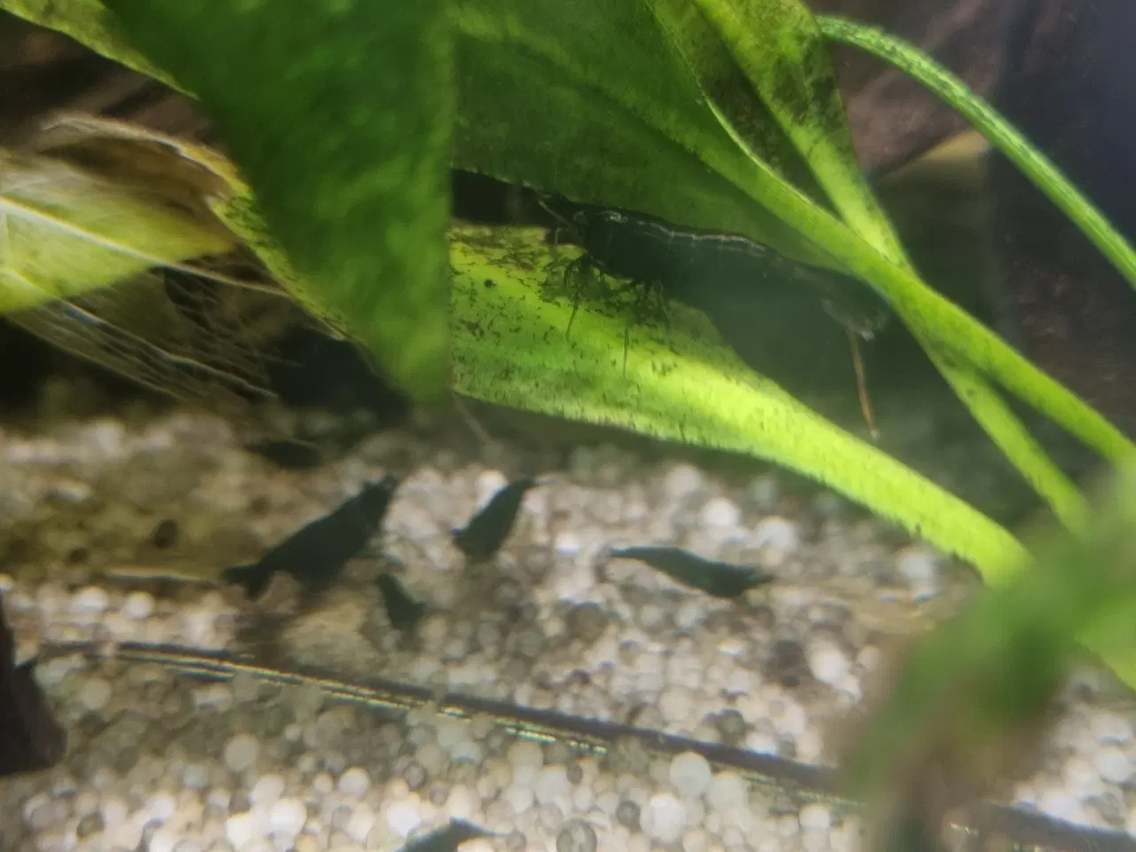 Billede 3 - Rejer Green jade neocaridina 