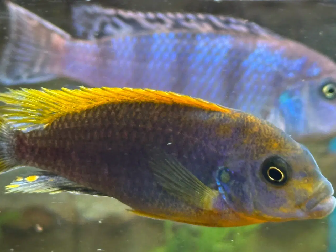 Billede 1 - Malawi Cichlider, pragtsmerlinger mm søger nyt van