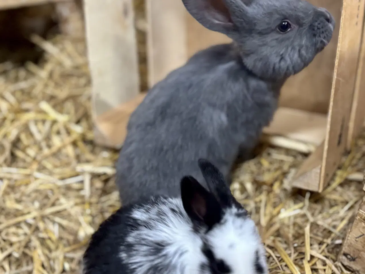 Billede 5 - 11 søde kaninunger af store racer