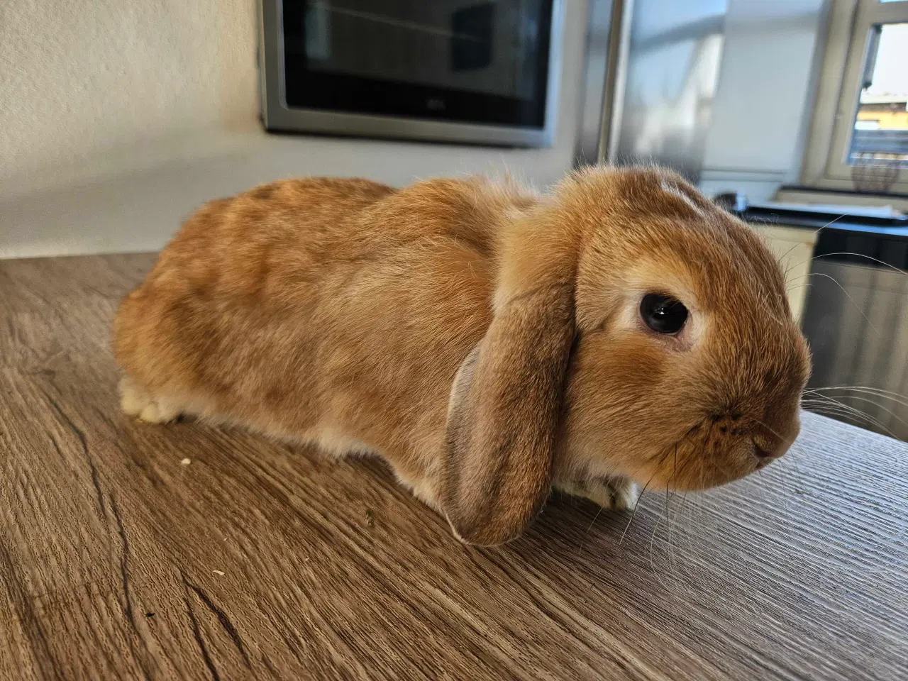 Billede 3 - Kanin mini-lop