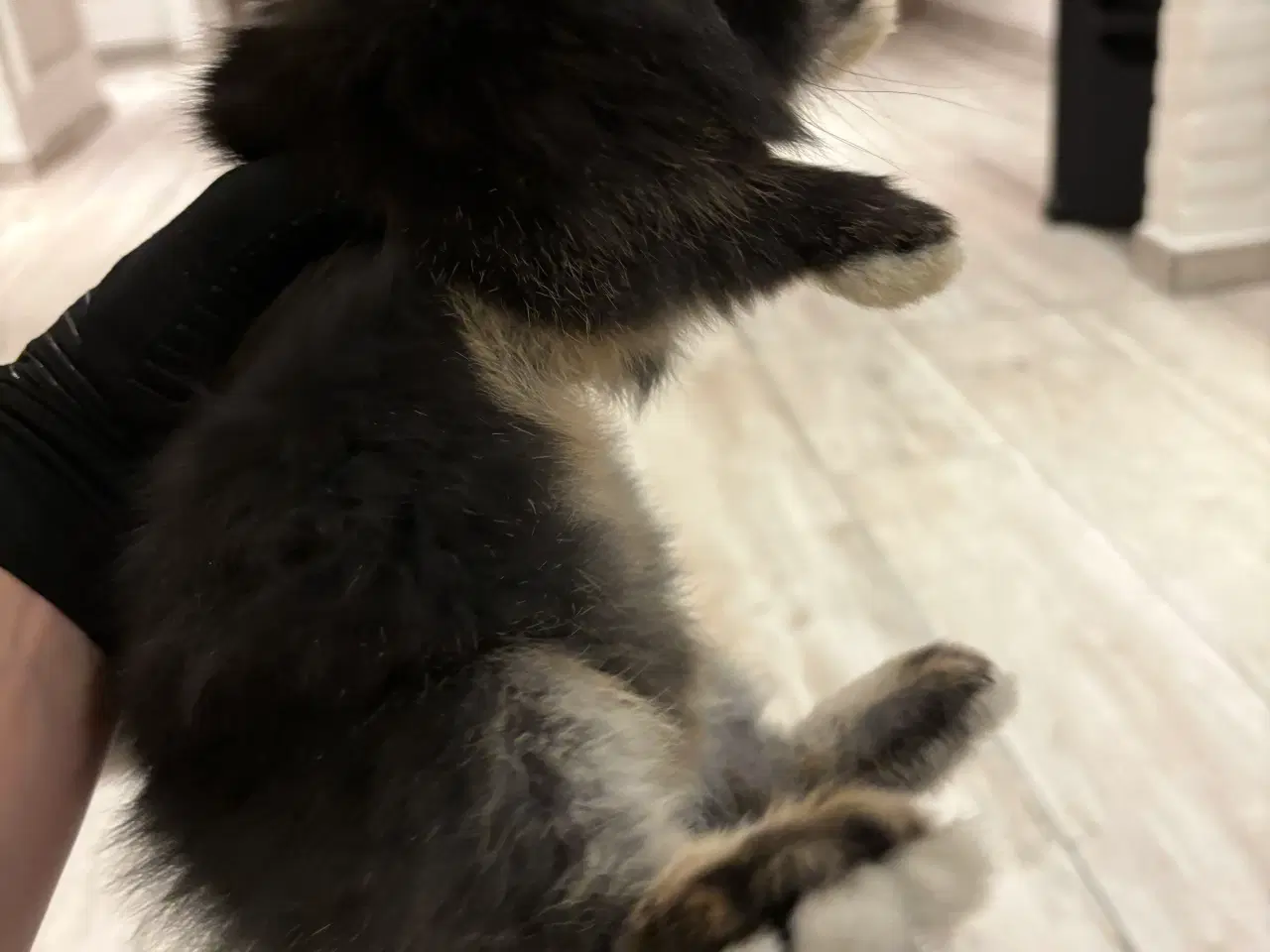 Billede 3 - Søde tamme kaninunger