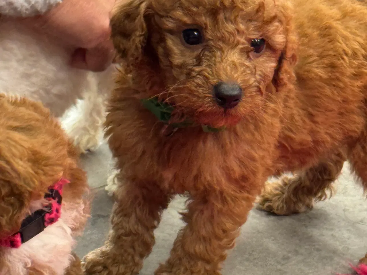 Billede 13 - 🐾✨ Skønne Maltipoo hvalpe klar til deres nye fami