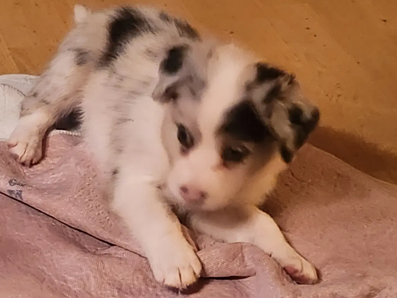 Billede 6 - Border collie/ Australien Shepherd mix