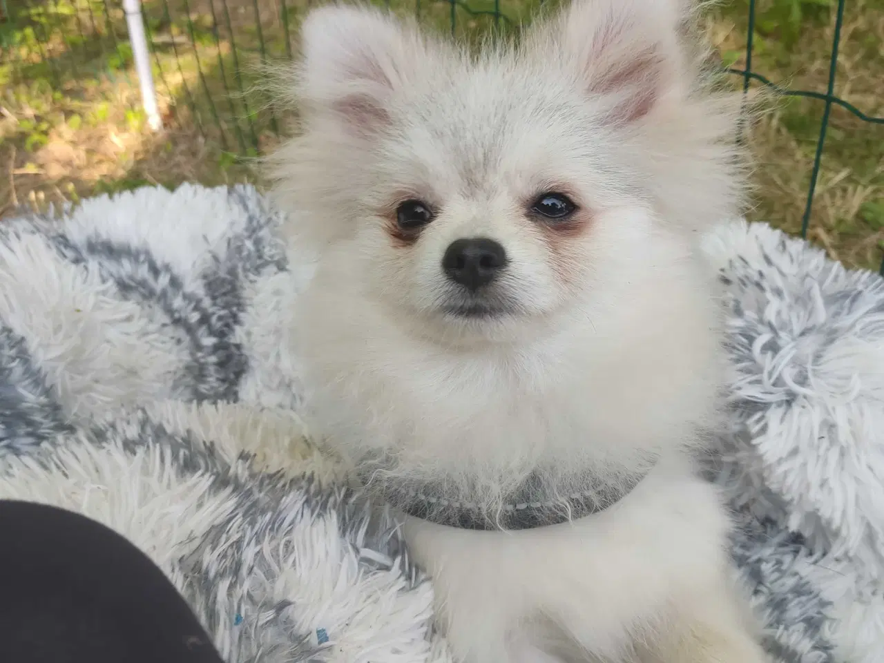 Billede 12 - Mini Pomeranian 