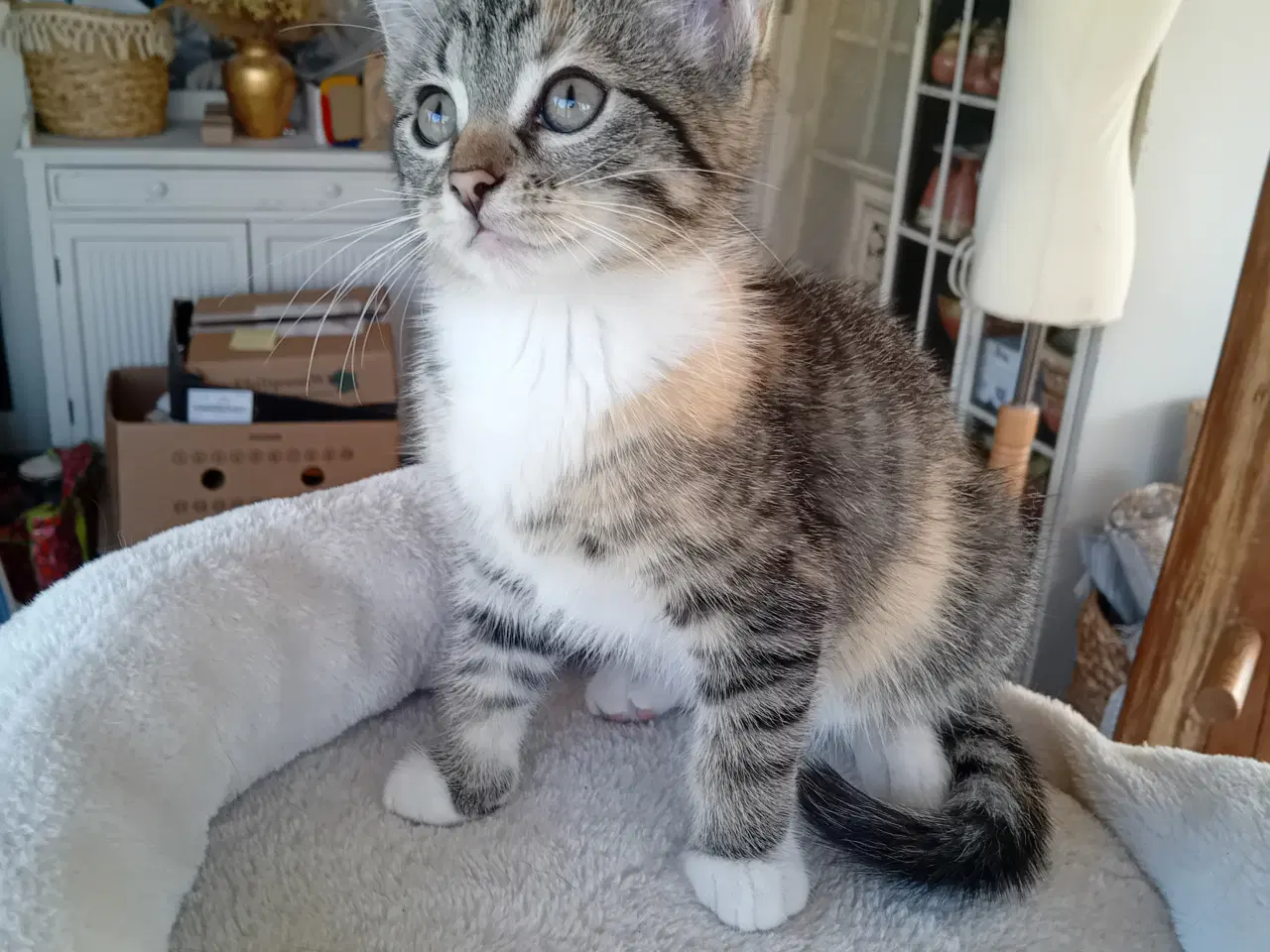 Billede 6 - Maincoon blanding