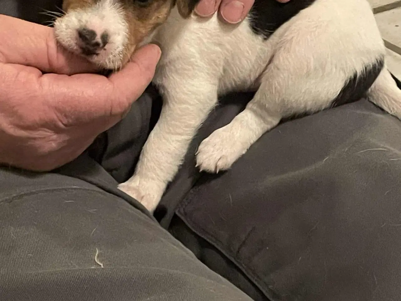 Billede 2 - Jack Russel hvalpe . 