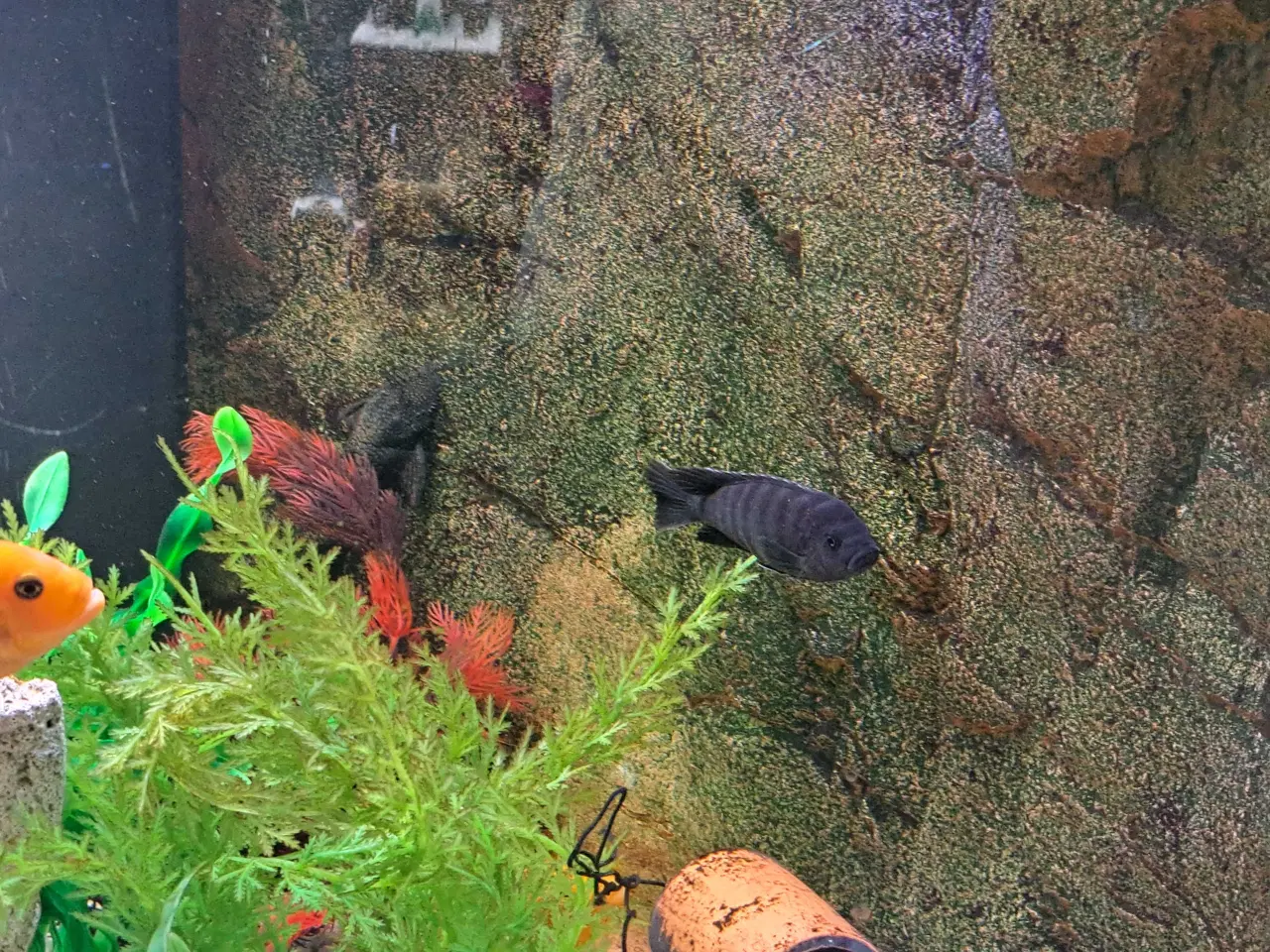 Billede 4 - Sort/blå stribet cichilide