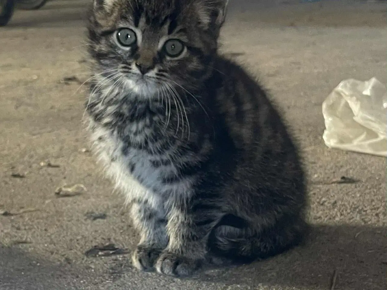 Billede 8 - Søde killinger