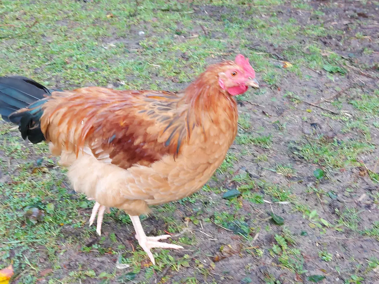 Billede 7 - Masser af hanner