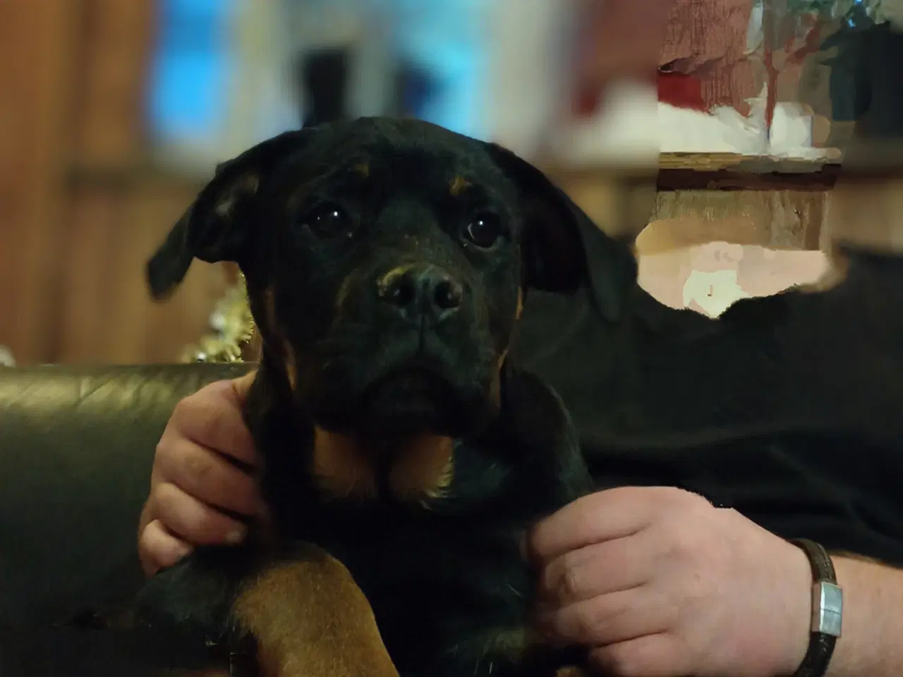 Billede 11 - Lækker rottweiler/ 12 % Cane Corso tæve 8 mdr
