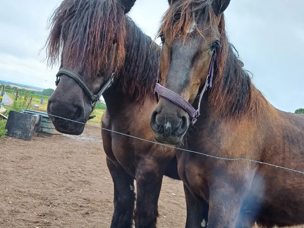 Billede 5 - 1 årig Jyskhest hingst sælges