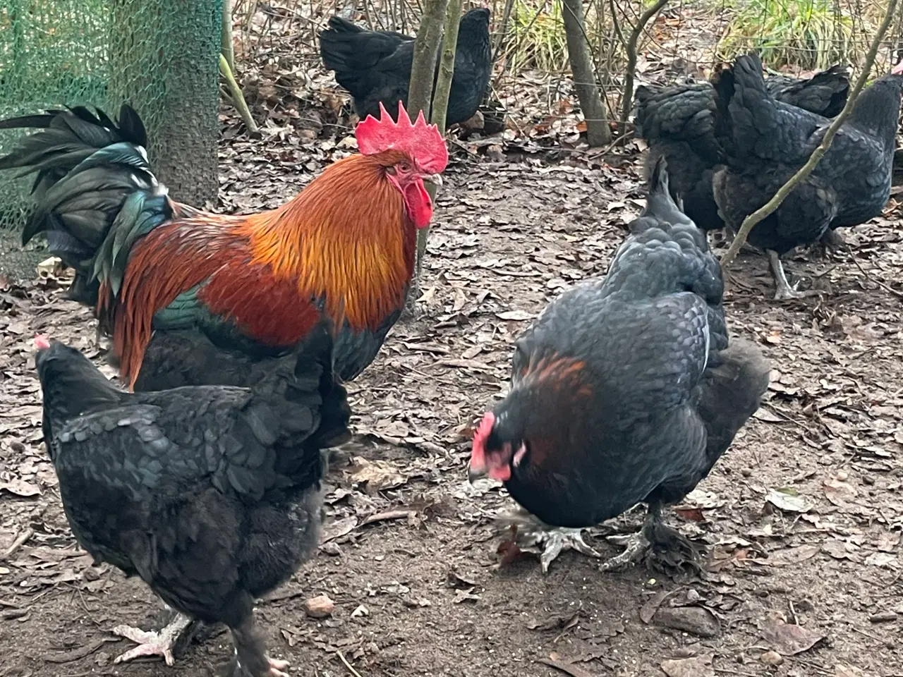 Billede 8 - Sort kopper Maran kyllinger 