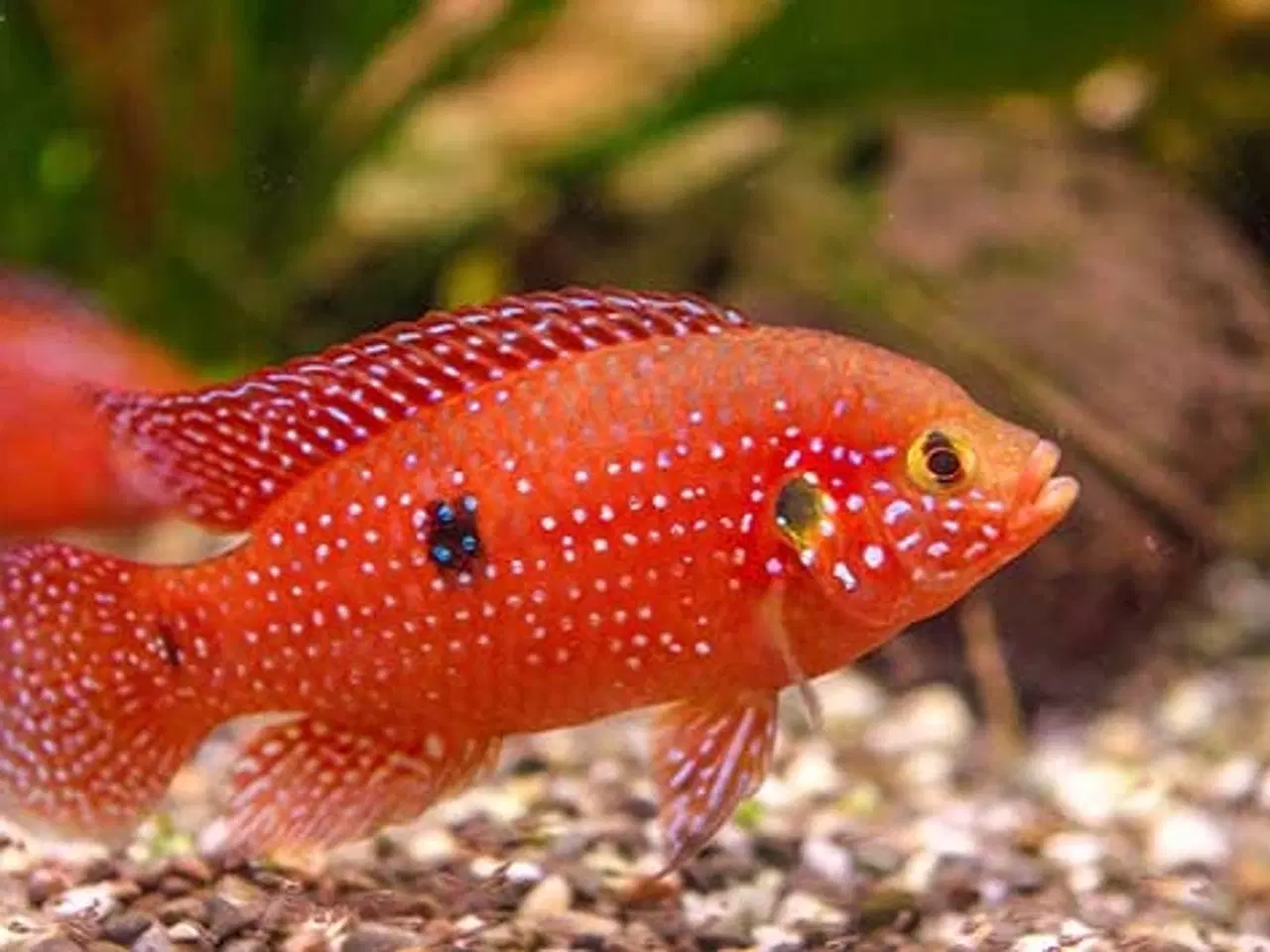 Billede 1 - Ny stock liste