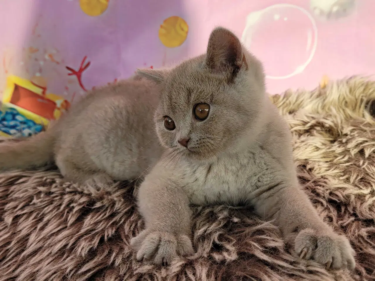 Billede 5 - Bsh hunkilling fawn