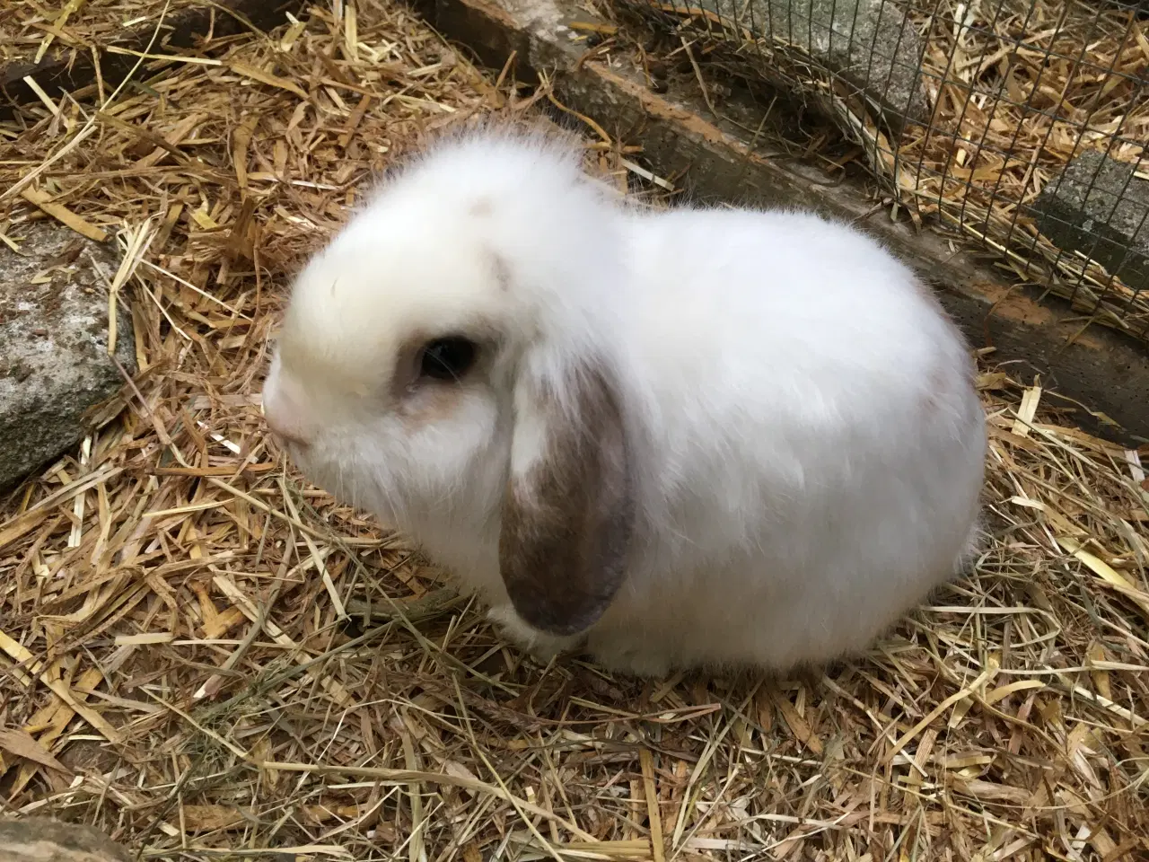 Billede 6 - Mille søger et kærligt hjem