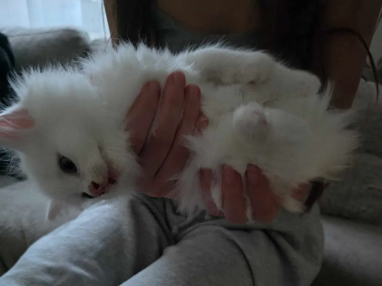 Billede 3 - Killinger mainecoon blandinger