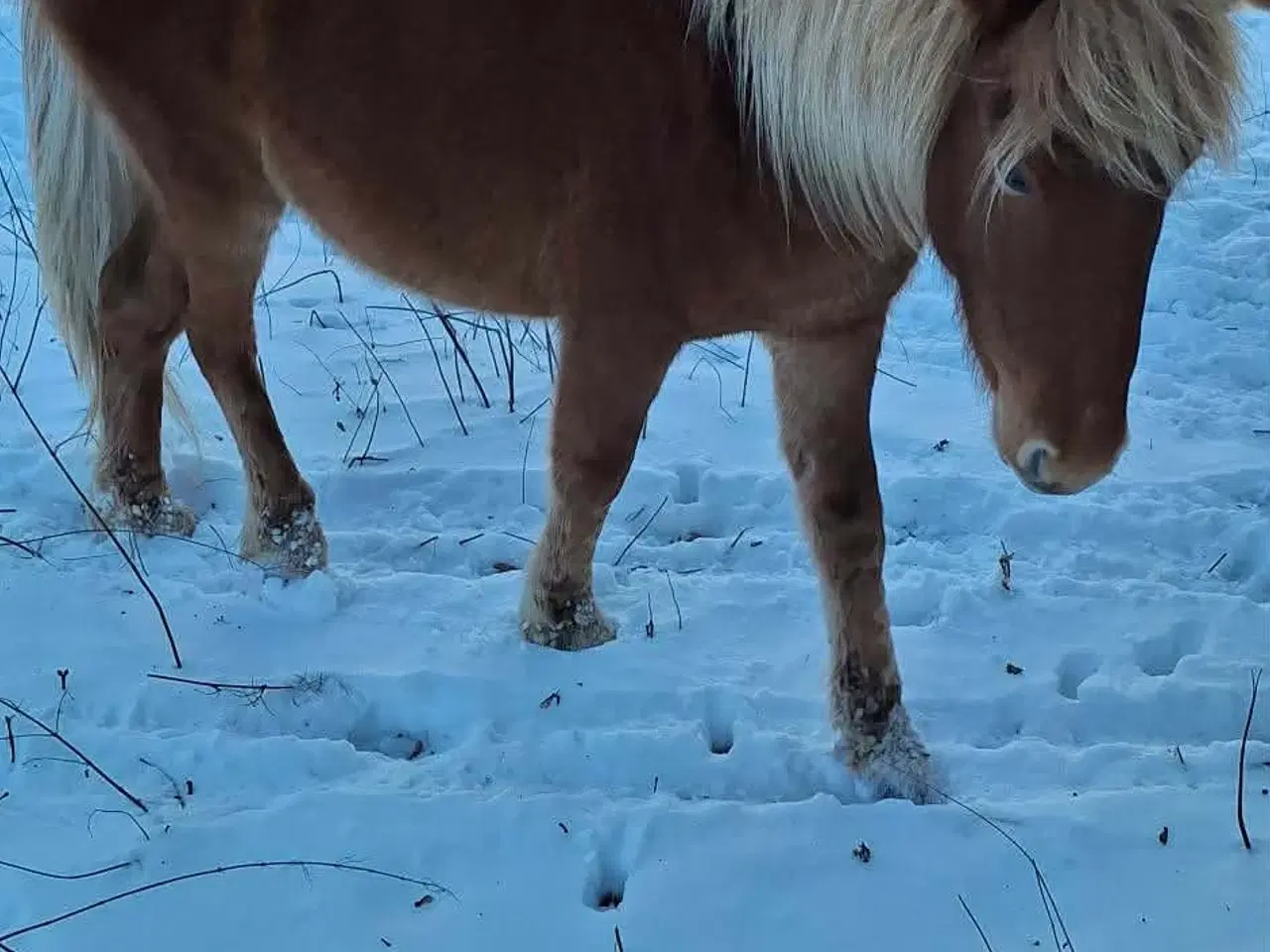 Billede 2 - lækre islænder hingste 3 og 4 år