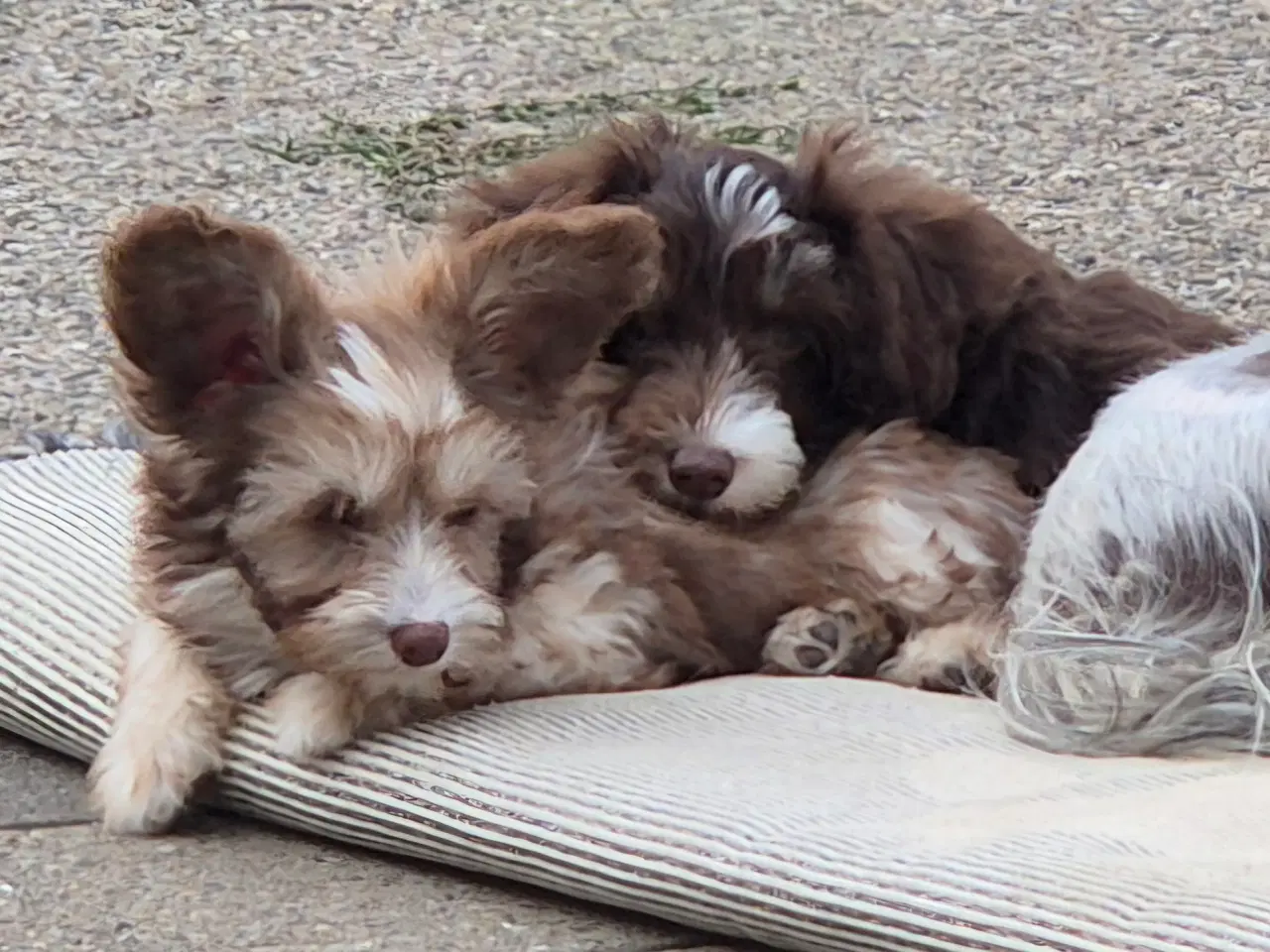 Billede 4 - Hunde hvalp 