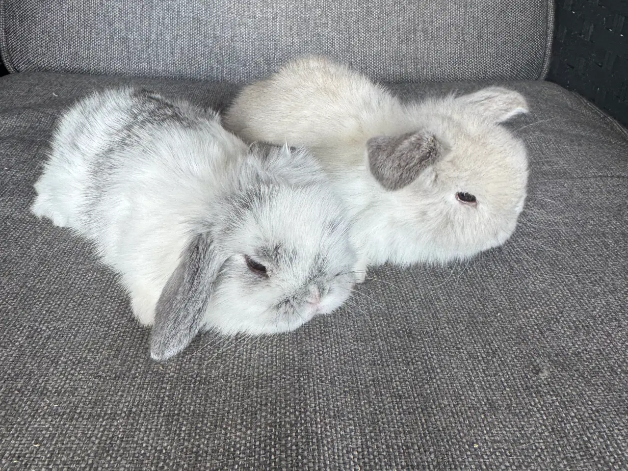 Billede 2 - Minilop unger