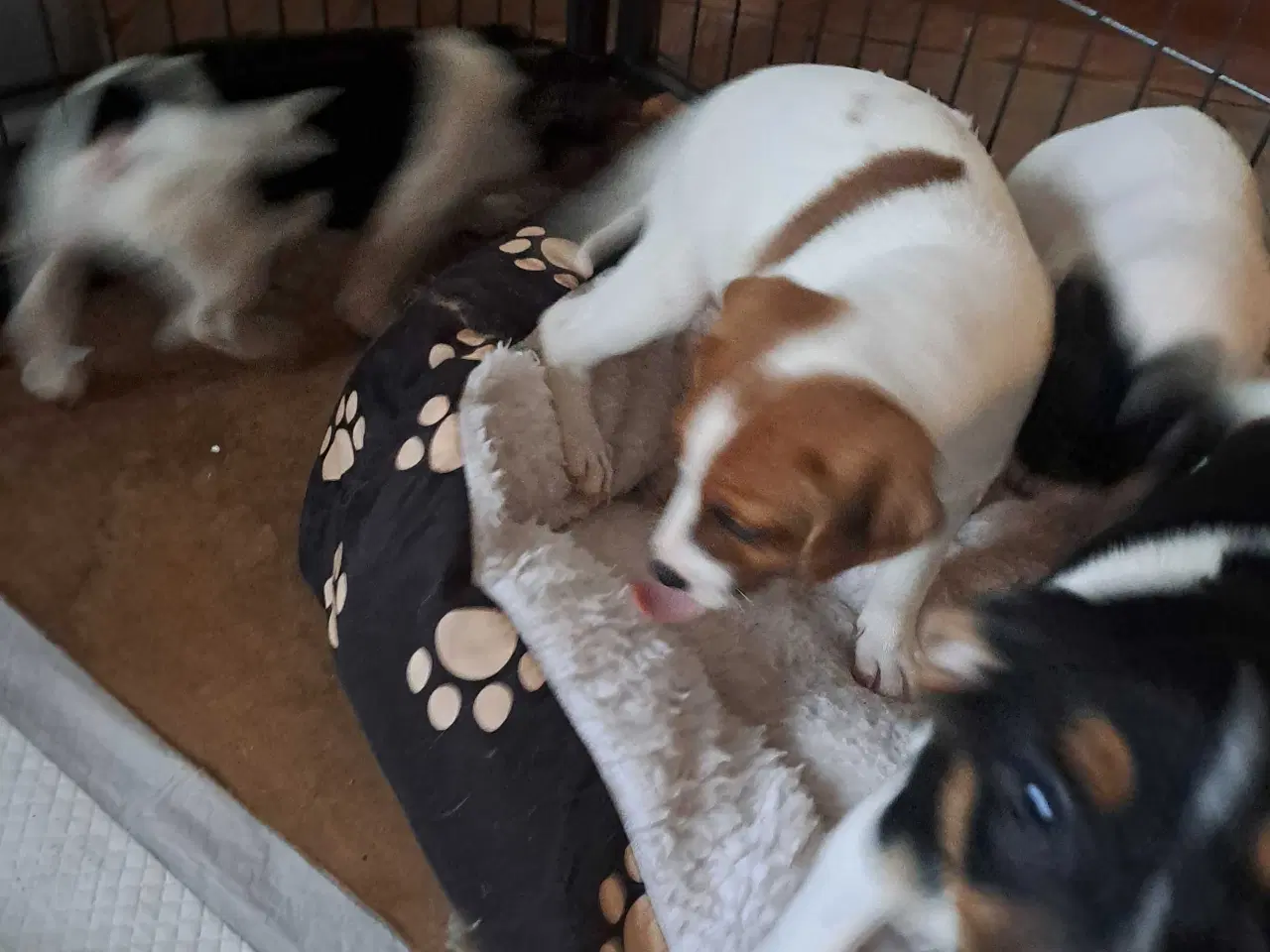 Billede 8 - Dansk svensk gårdhund hvalpe