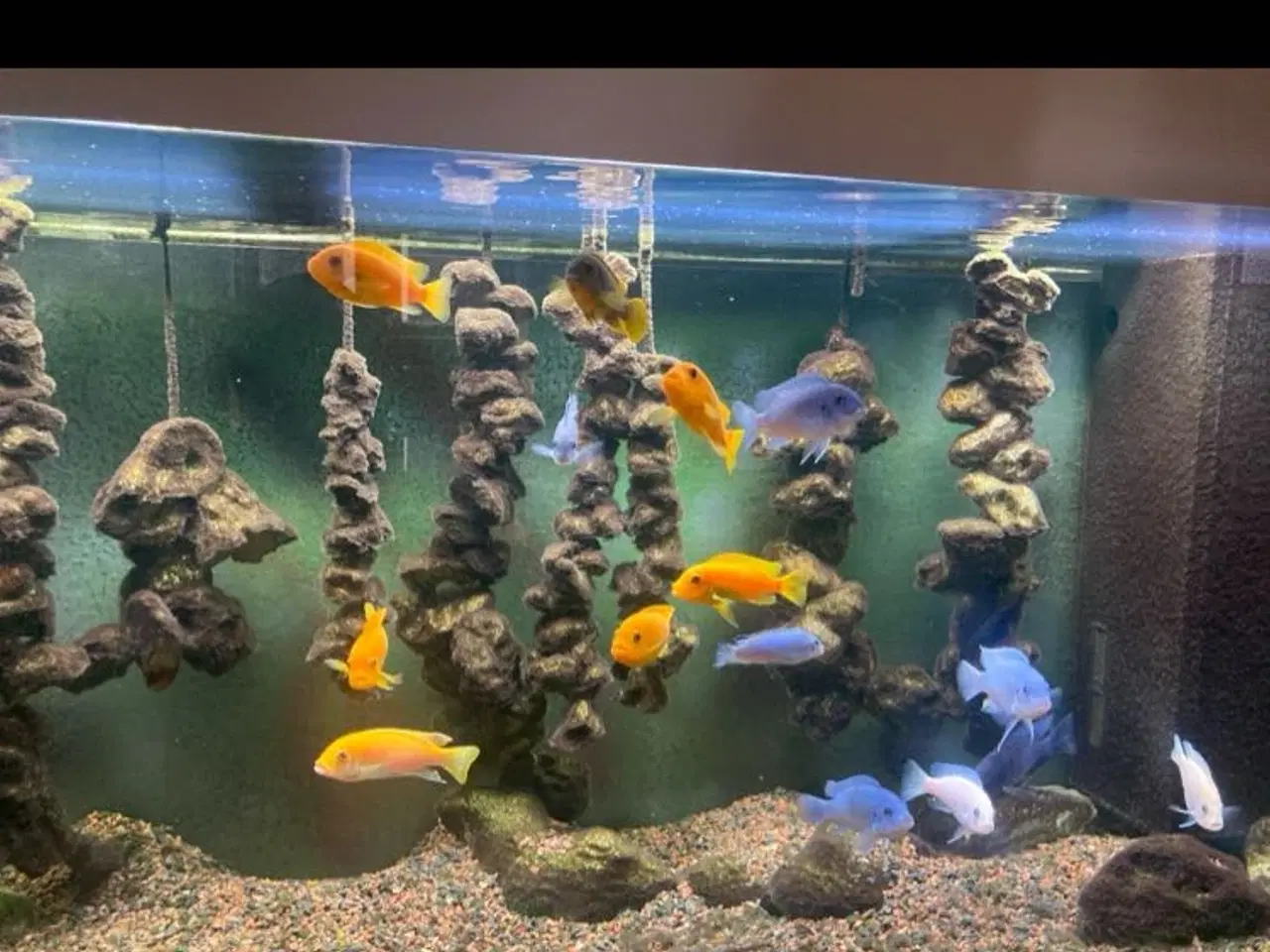 Billede 1 - Malawi ciklider sælges