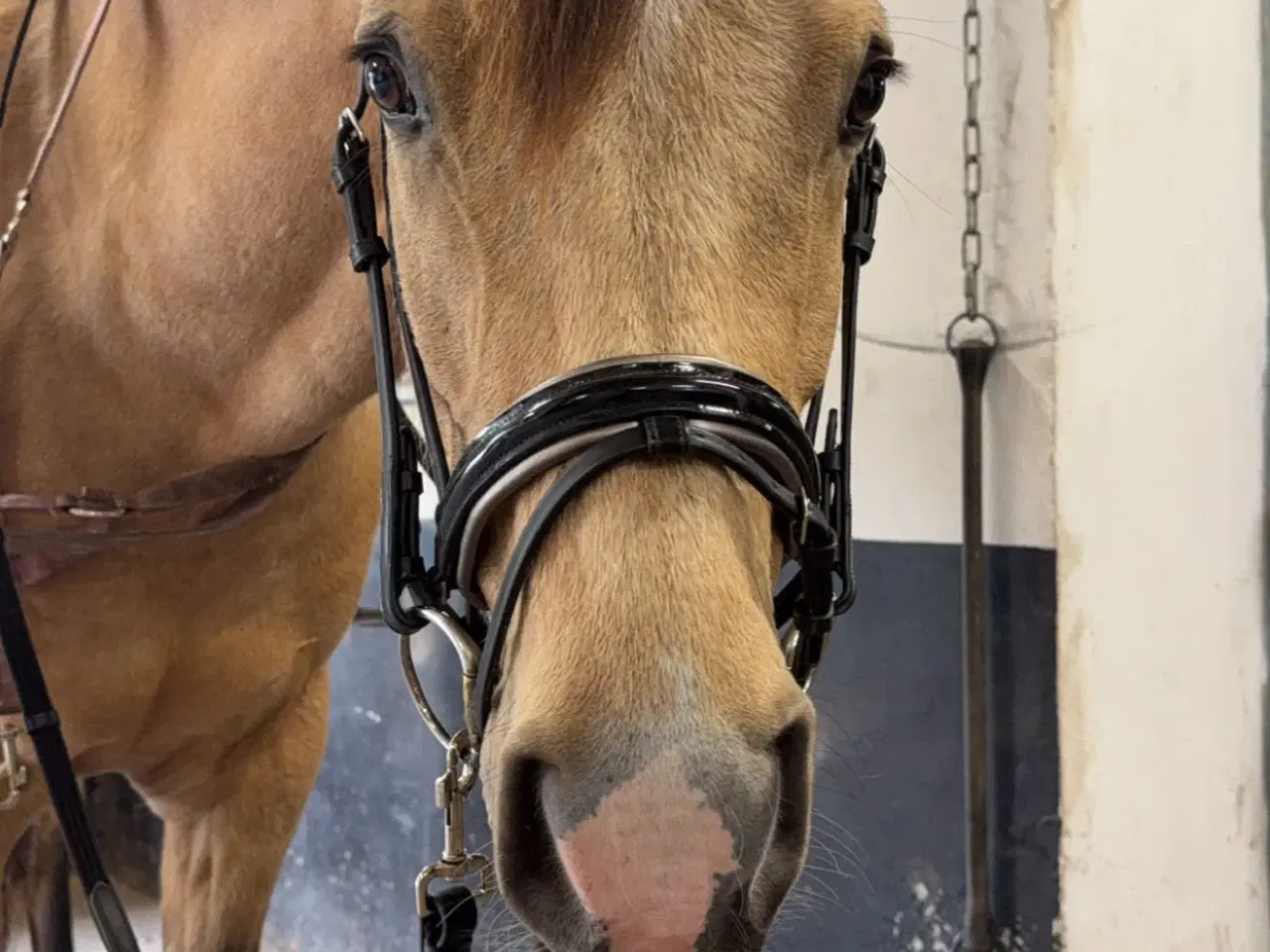 Billede 16 - Dine nye bedste ven