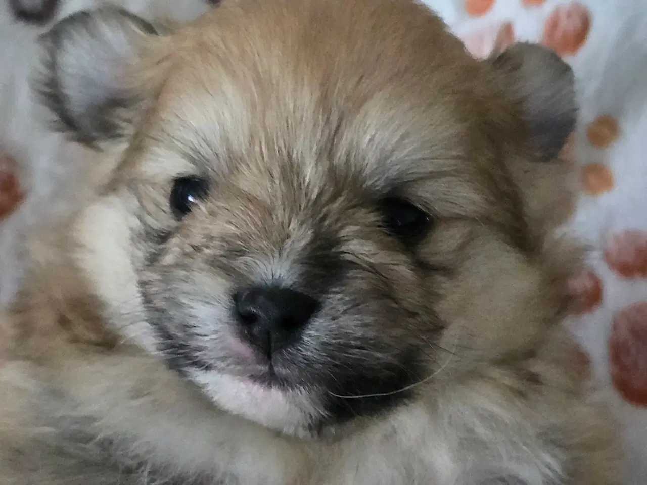 Billede 17 - Pomeranian hvalpe , 4 søde drenge. 