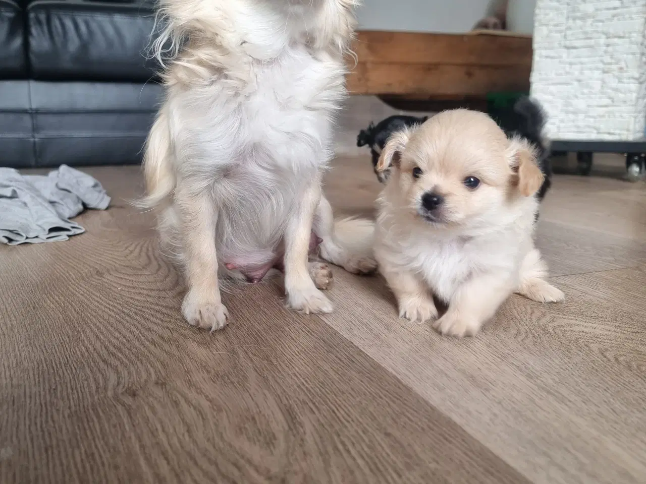 Billede 3 - Pomchi hvalp 