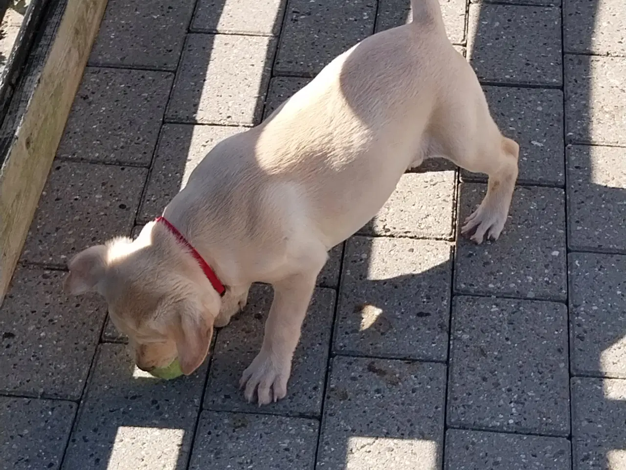 Billede 7 - Gul labrador tæve.