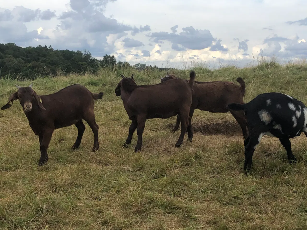 Billede 1 - Boer 10 stk gimmer kid med M3 status og stamtavler