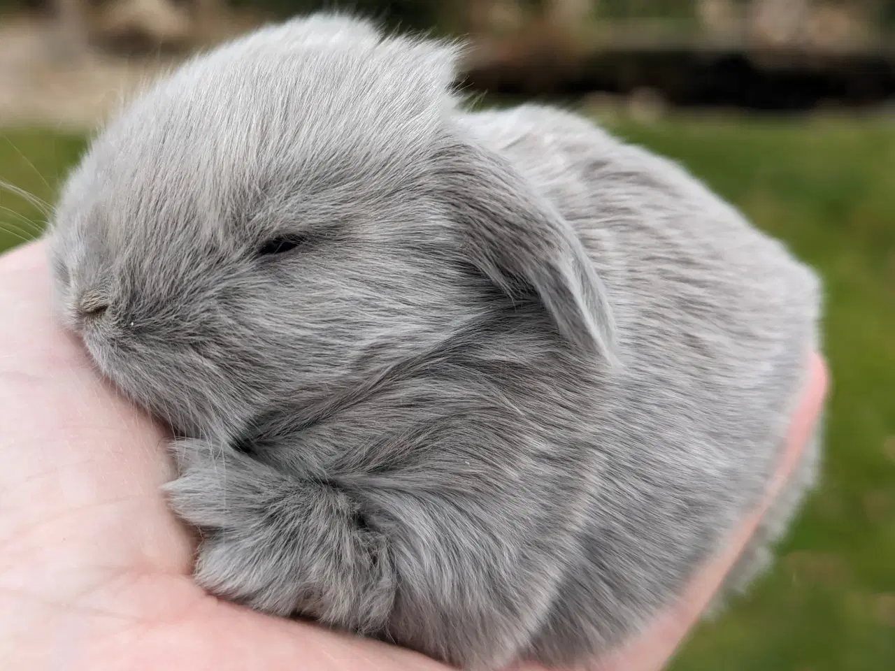 Billede 1 - Minilop kaninunge sælges 