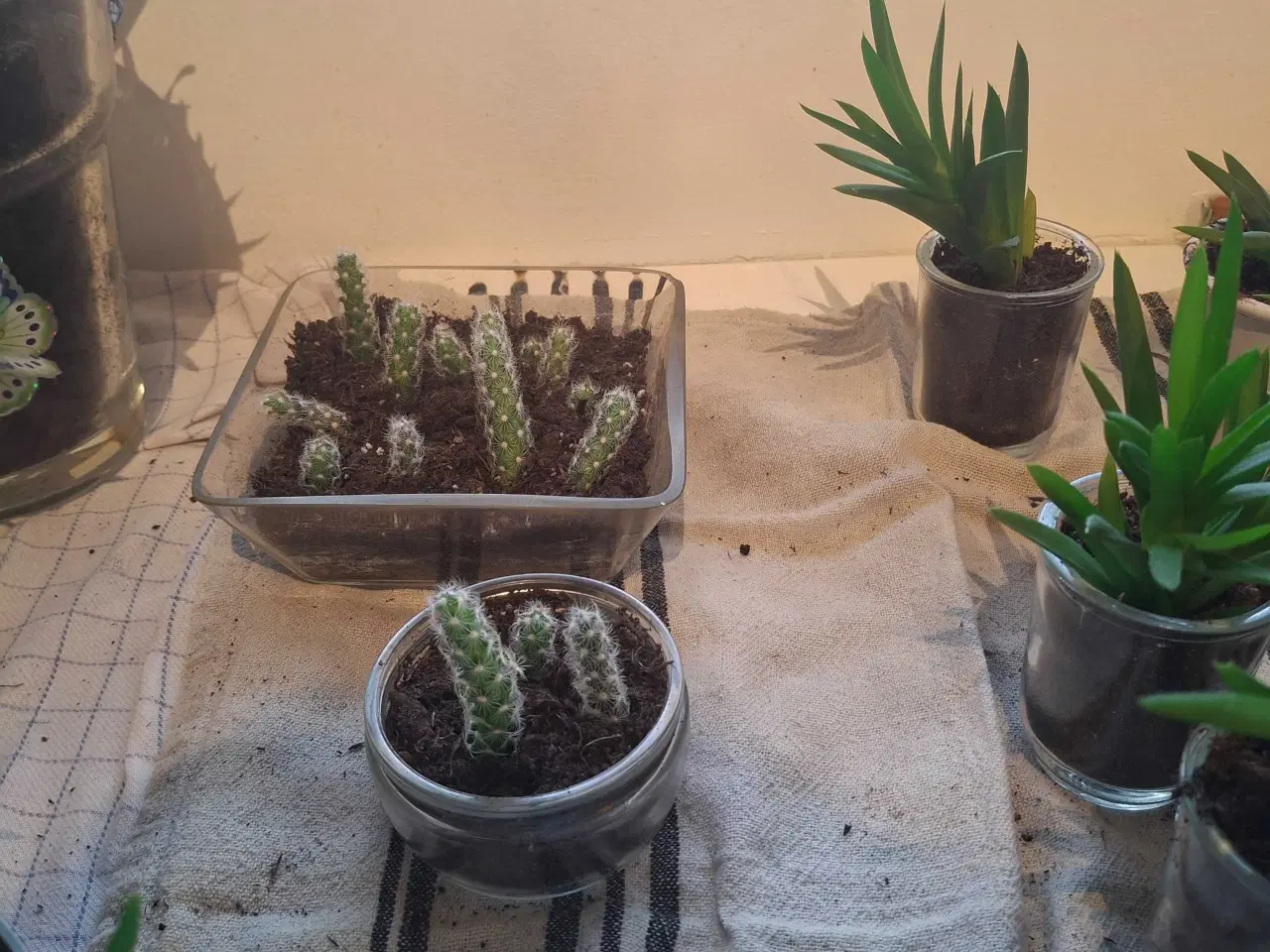 Billede 4 - Baby-planter klar til nye vindueskarme