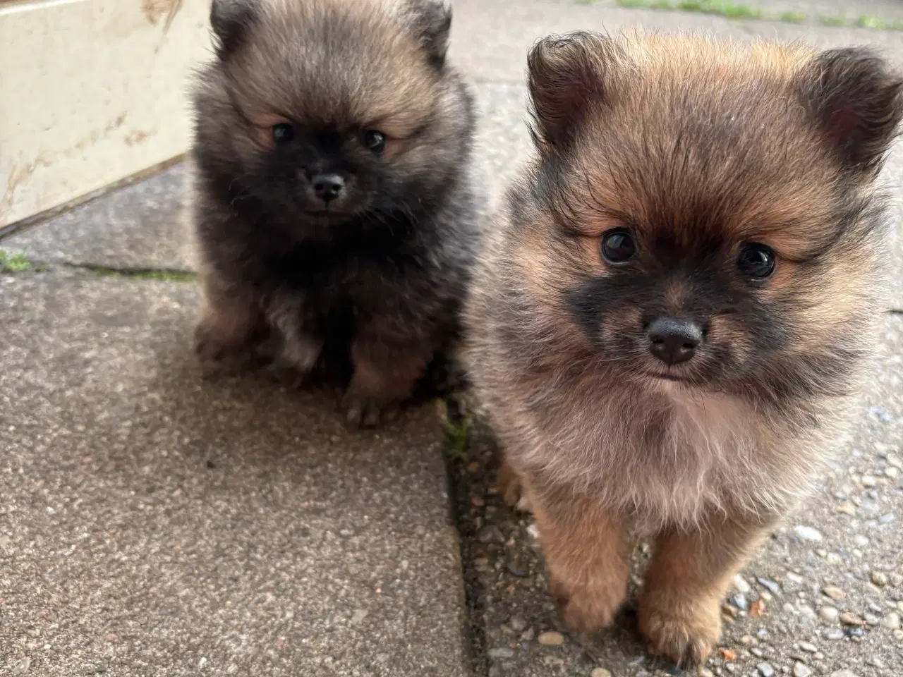 Billede 1 - 2 Pomeranian hvalpe