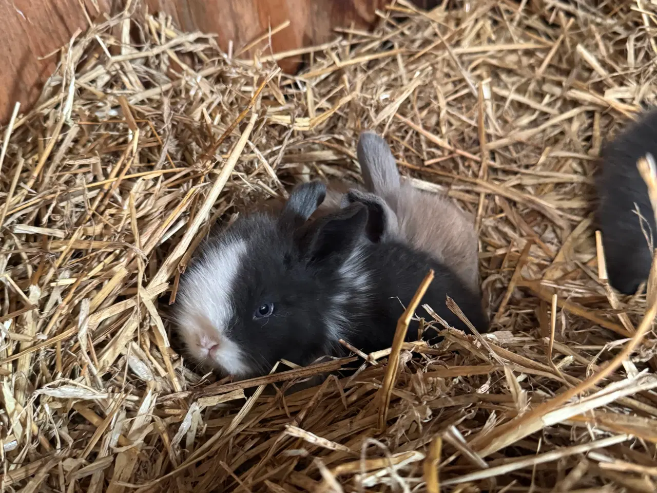 Billede 1 - Løvehoved unger