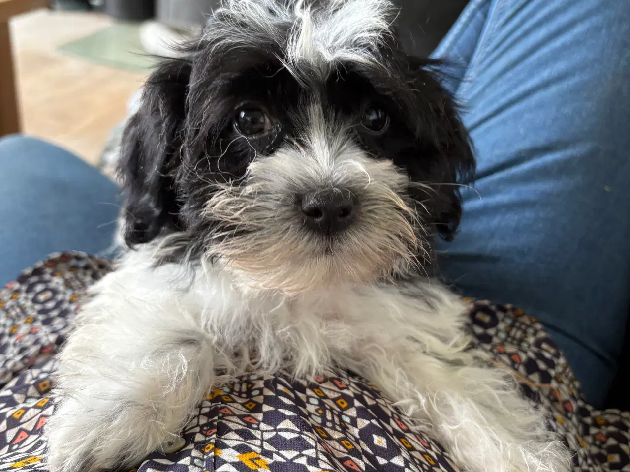 Billede 11 - Allergivenlig -mini/ micro Yorkie mix