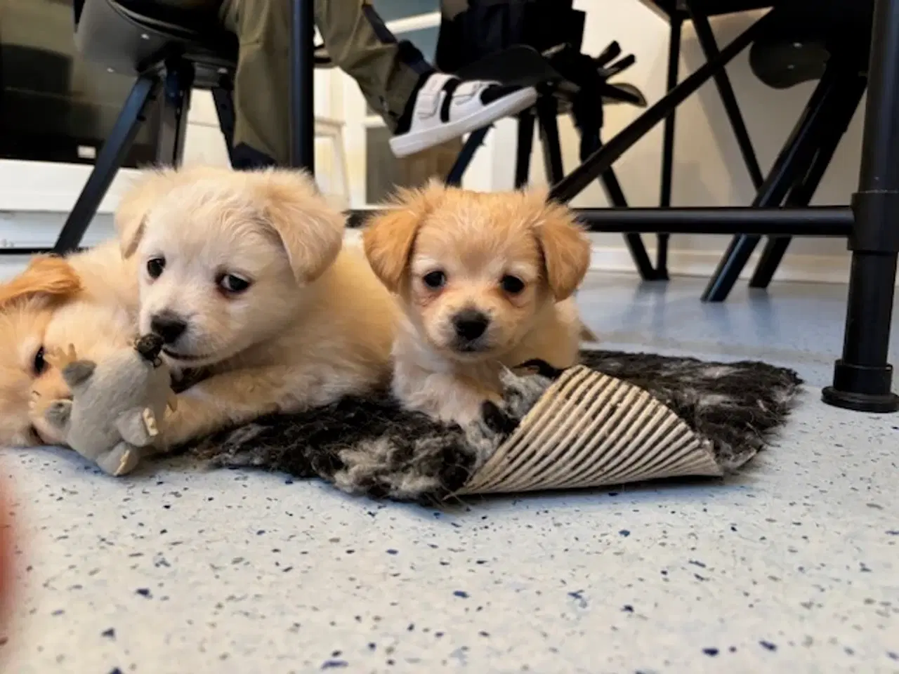 Billede 3 - Små uldtotter søger nyt hjem