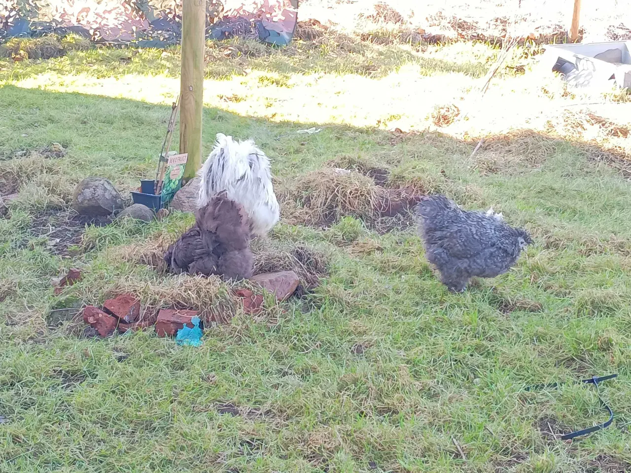 Billede 8 - daggamle Dværg silkehøns Kyllinger i rene farver g
