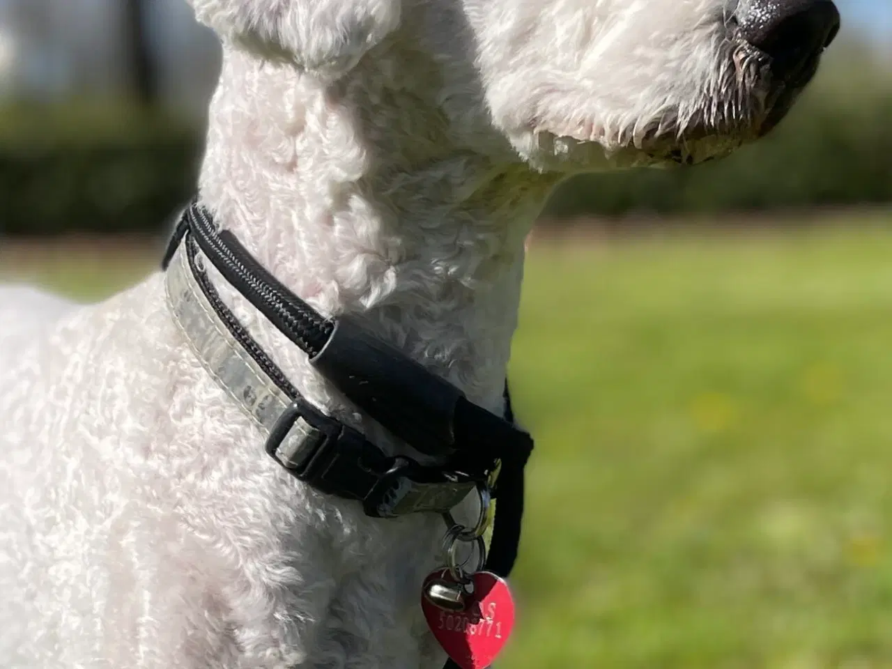 Billede 5 - Setter Doodle tæve hvalp på 7 uger