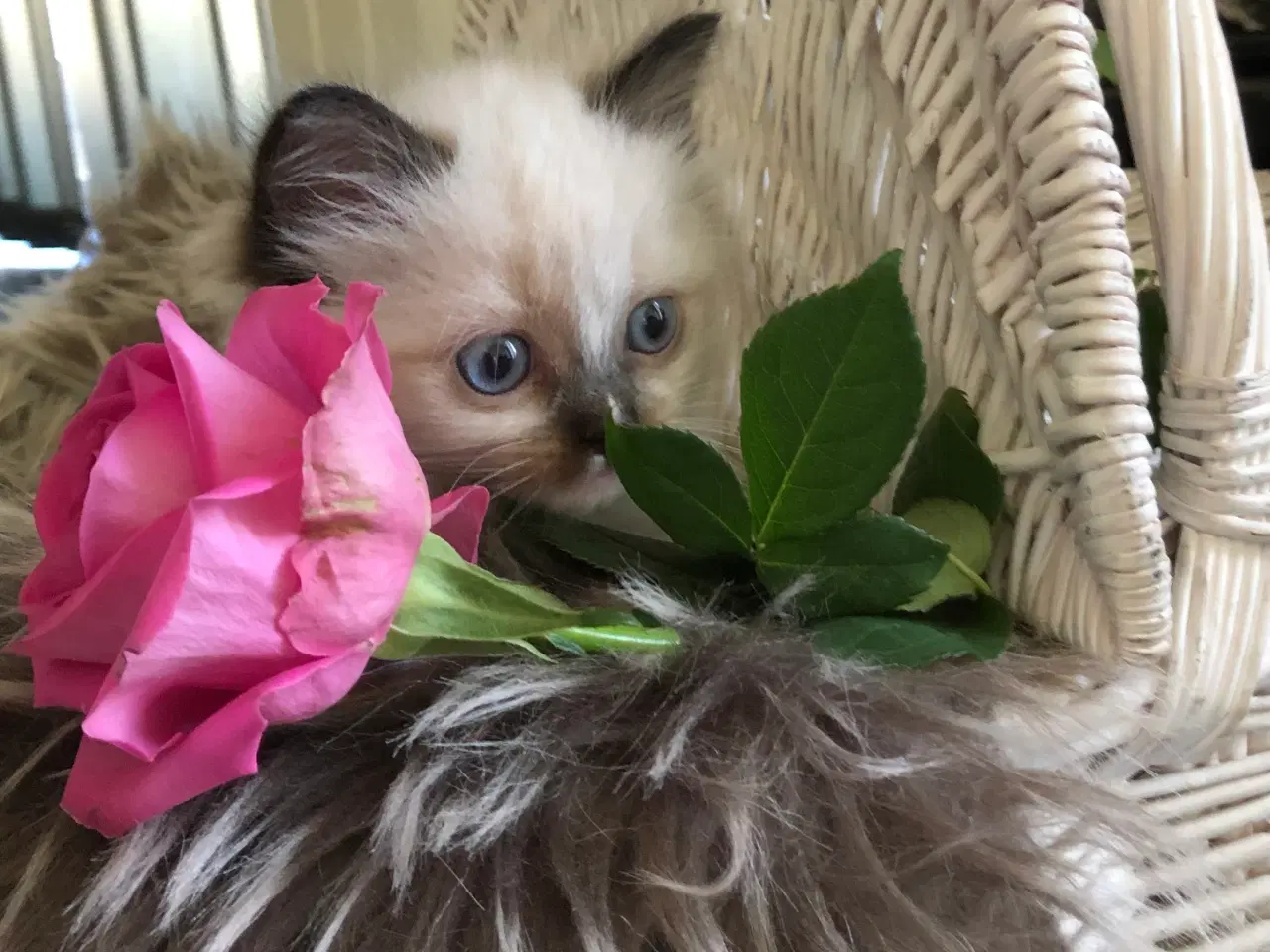 Billede 16 - Ragdoll 